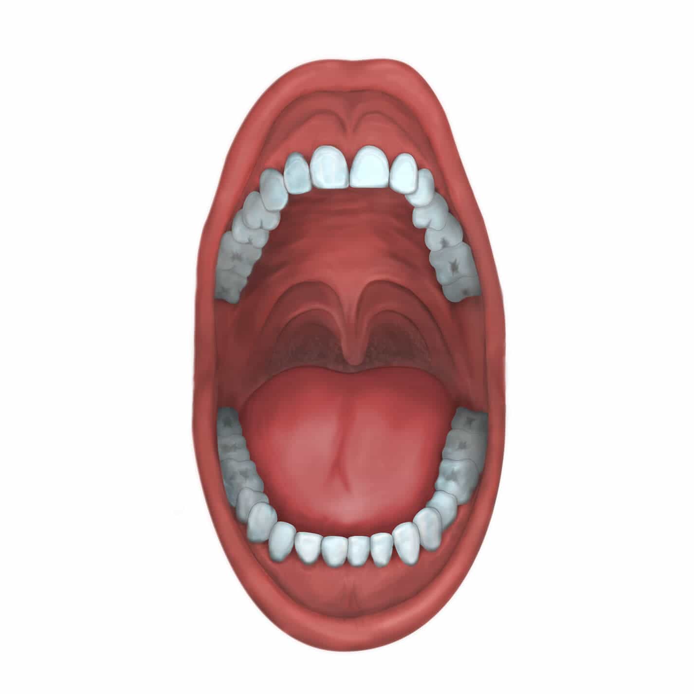 WebMD Illustrations - Mouth